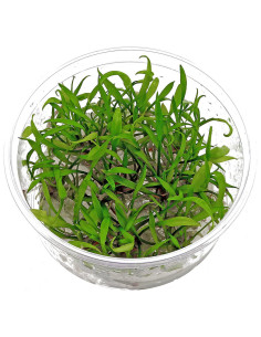 Cryptocoryne parva In Vitro Cup