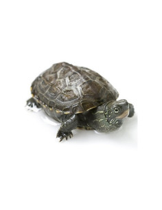 Tartaruga Mauremis Reevesii