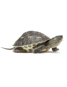 Tartaruga Mauremis Reevesii 2