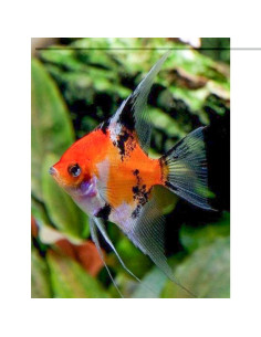 Escalar Full Orange Koi - 1