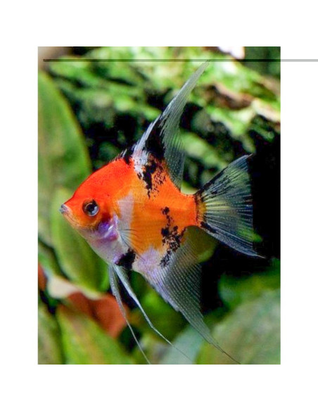 Escalar Full Orange Koi - 1