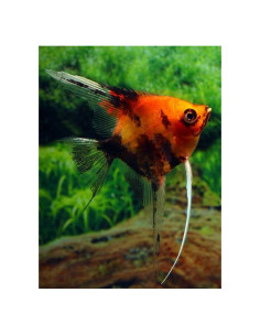 Escalar Full Orange Koi - 1 2