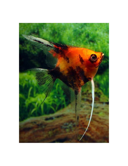 Escalar Full Orange Koi - 2