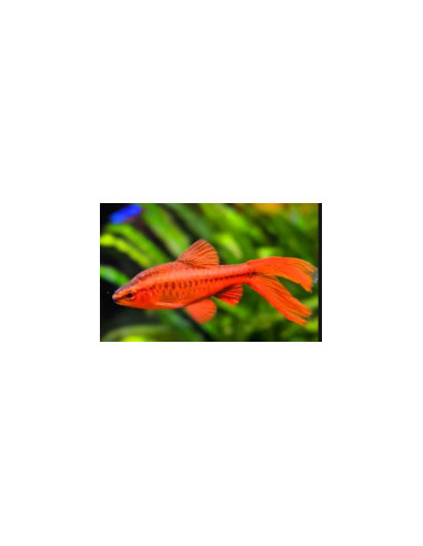 Barbo Cereja Long Fin- CAPOETA TITTEYA - 1