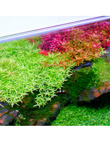 Twinstar Light V 450S - 6