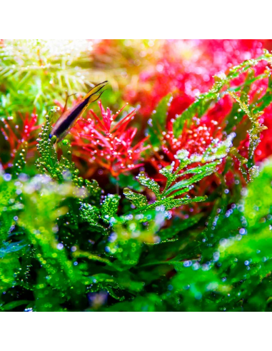 Twinstar Light V 600S - 6