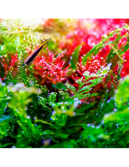 Twinstar Light V 600S - 6