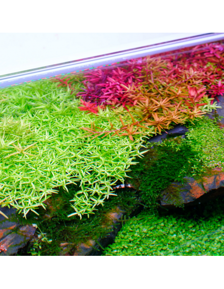 Twinstar Light V 600S - 8