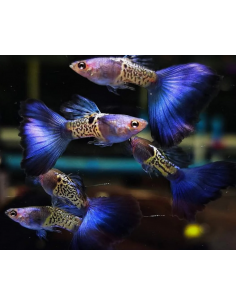 Guppy Blue Metal Snake Skin ( Casal )