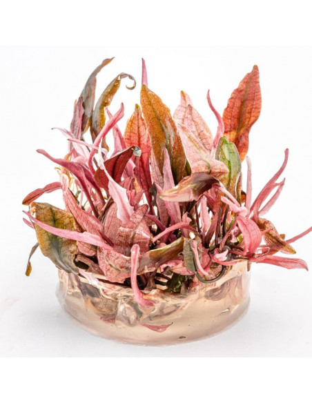 Cryptocoryne Flamingo in vitro cup
