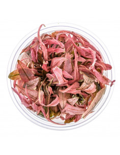 Cryptocoryne Flamingo in vitro cup 2