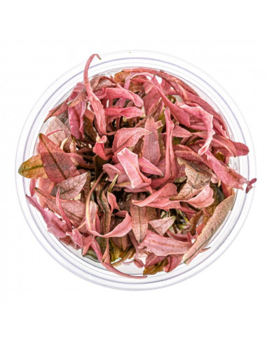 Cryptocoryne Flamingo in vitro cup