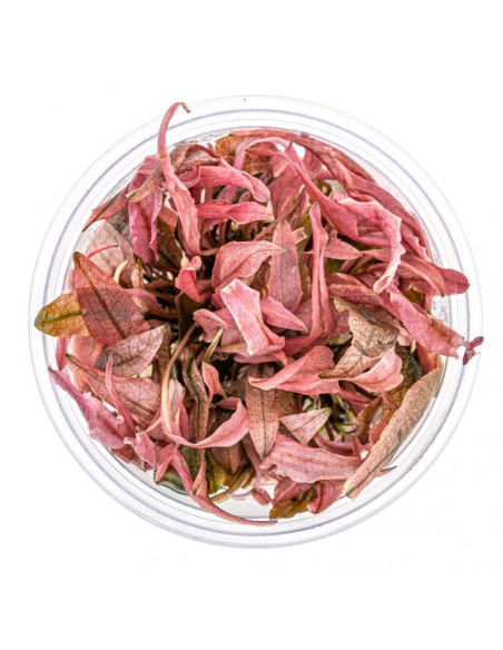 Cryptocoryne Flamingo in vitro cup