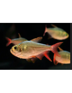 Tetra Colombiano Vermelho/azul