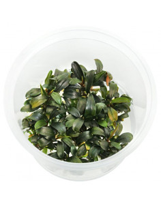 Bucephalandra Catharina in vitro Cup