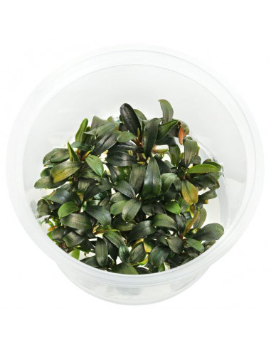 Bucephalandra Catharina in vitro Cup