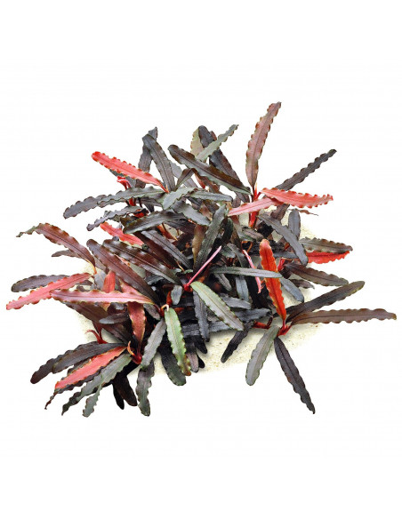 Bucephalandra Catharina in vitro Cup - 2