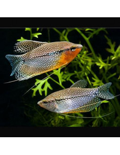Gourami Pérola - Trichogaster Leeri