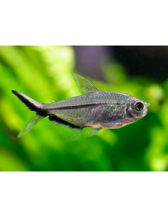 Tetra Fortuna - Moenkhausia costae