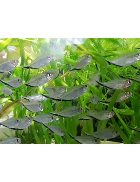 Tetra Fortuna - Moenkhausia costae