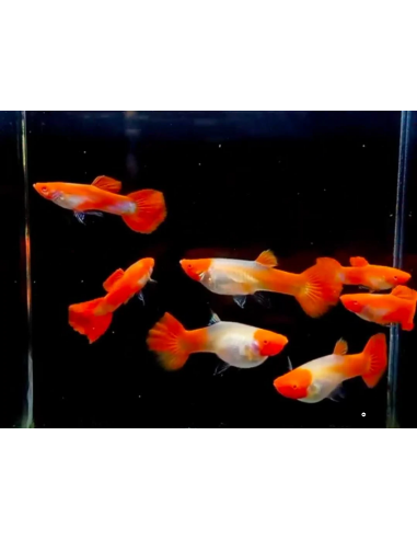 Guppy macho koi Tuxedo Albino - 1