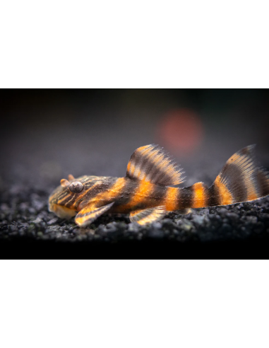 L397 Panaqolus Alenquer Tiger Pleco