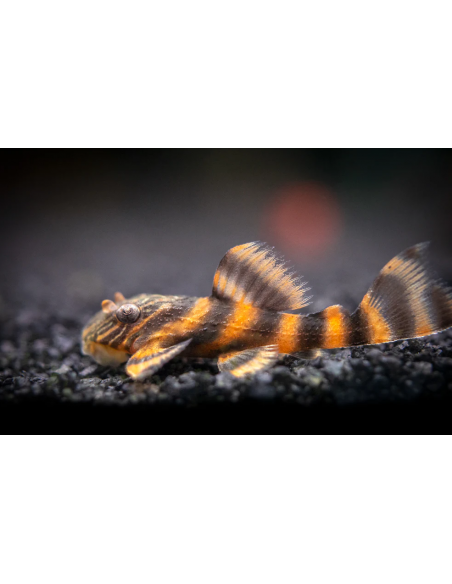L397 Panaqolus Alenquer Tiger Pleco