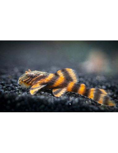 L397 Panaqolus Alenquer Tiger Pleco