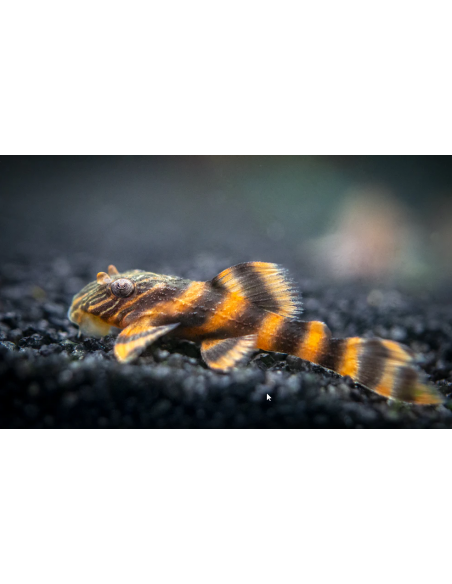 L397 Panaqolus Alenquer Tiger Pleco