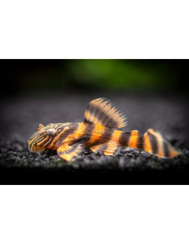 L397 Panaqolus Alenquer Tiger Pleco