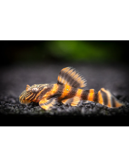 L397 Panaqolus Alenquer Tiger Pleco