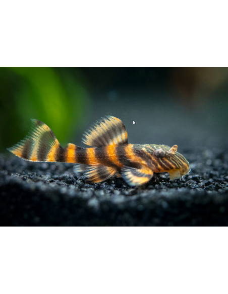L397 Panaqolus Alenquer Tiger Pleco