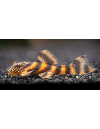 L397 Panaqolus Alenquer Tiger Pleco