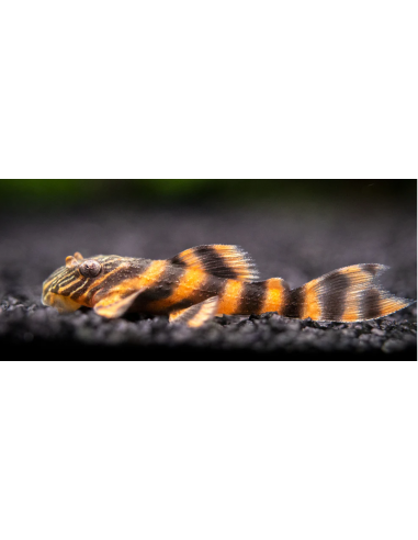 L397 Panaqolus Alenquer Tiger Pleco