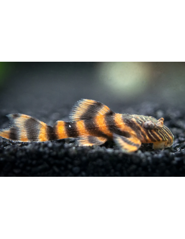 L397 Panaqolus Alenquer Tiger Pleco