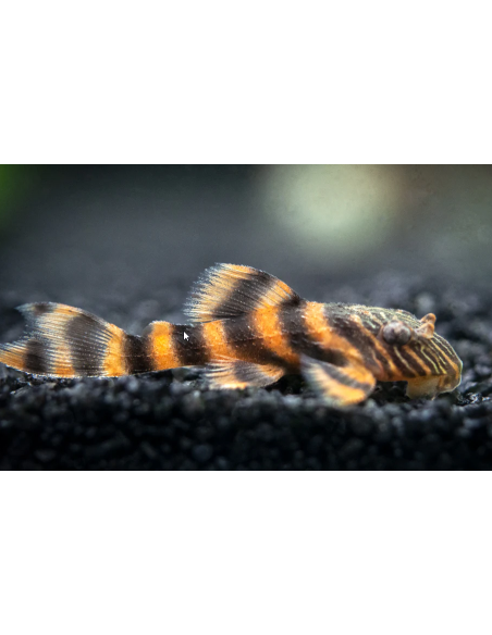 L397 Panaqolus Alenquer Tiger Pleco