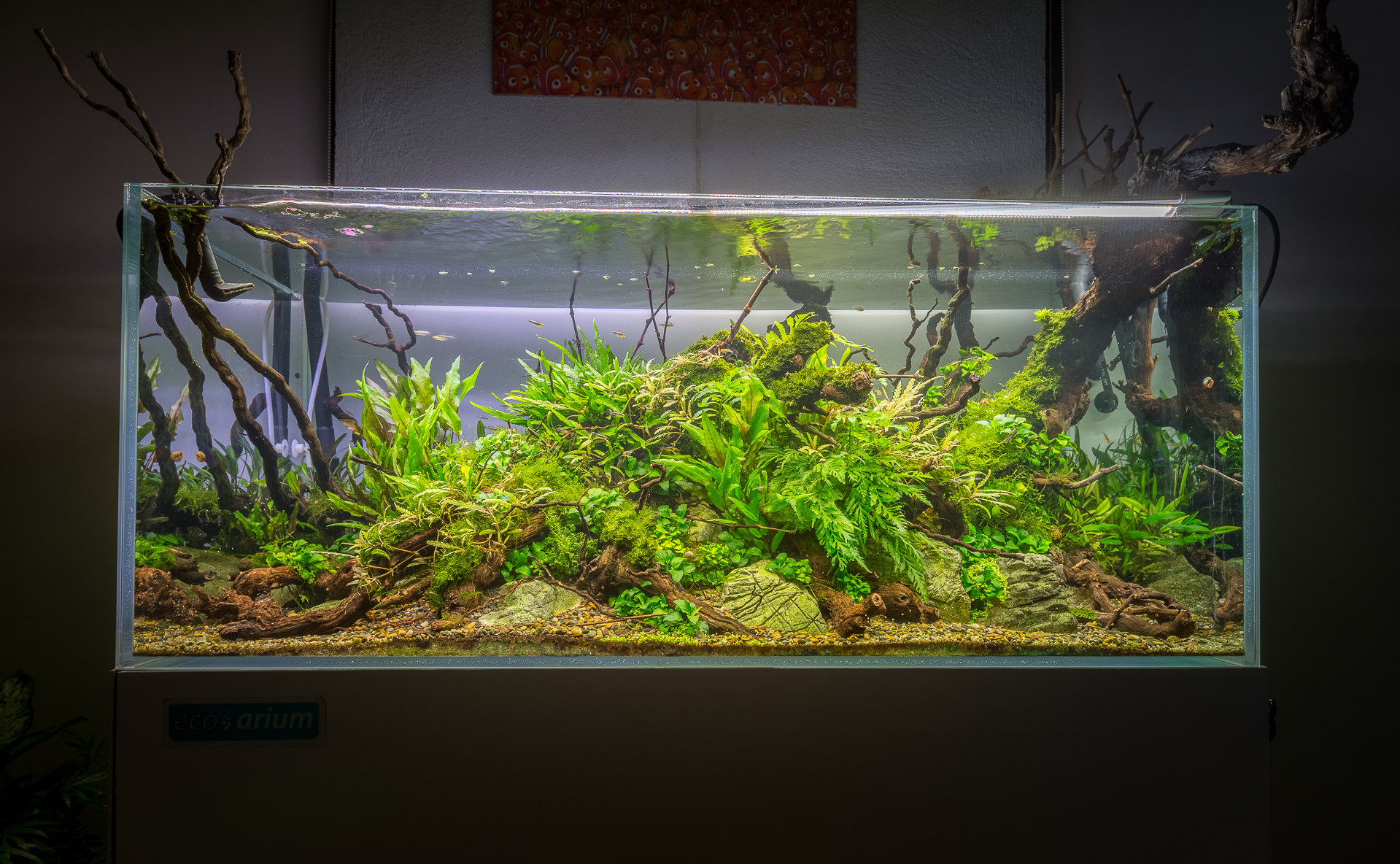 Aquário plantado com plantas aquáticas — Ecoarium