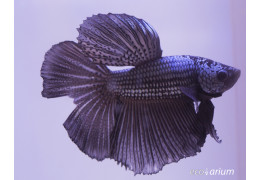 Peixe Betta (Betta splendens): guia completo de cuidados 🐠✨