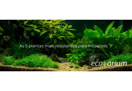 As 5 plantas mais resistentes para iniciantes 🌱