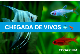 Chegada de Vivos — novas espécies disponíveis 🐠🦐