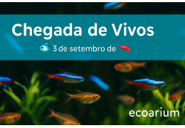 Chegada de Vivos — 03/09/2025 🐠🦐 | Ecoarium