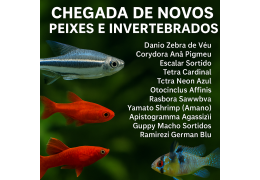 Chegada de Vivos — novas espécies em stock 🐠🦐