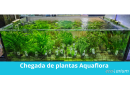 Chegada de novas plantas Aquaflora 🌱✨
