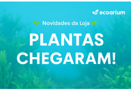 Chegada de novas plantas aquáticas 🌱✨