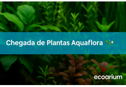 Chegada de plantas Aquaflora 🌿✨