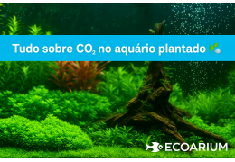 Tudo sobre CO₂ no aquário plantado 🌿💨