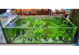 Novas plantas Aquaflora disponíveis 🌱✨